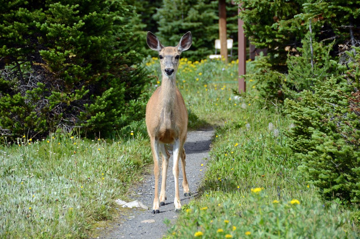 17 Deer Walking Along The Trail Next To Naiset Cabins Near Lake Magog At Mount Assiniboine